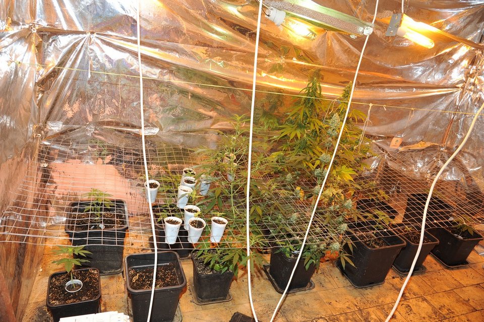 Σύλληψη 42χρονου στην Κυψέλη - Είχε μετατρέψει το σπίτι σε φυτεία χασίς [εικόνες]  | iefimerida.gr 0