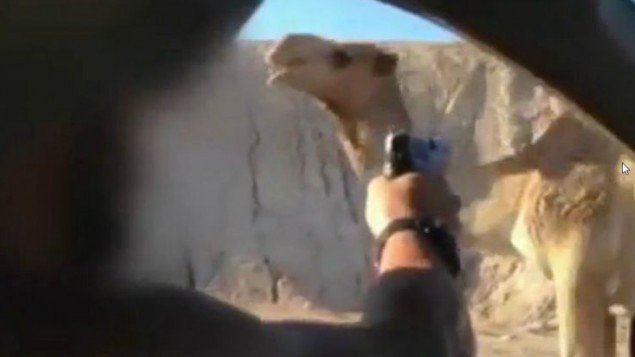 Στρατιώτης στο Ισραήλ σκότωσε για πλάκα μια καμήλα -«Εφαγε» 4 μήνες φυλακή [εικόνα] | iefimerida.gr 0