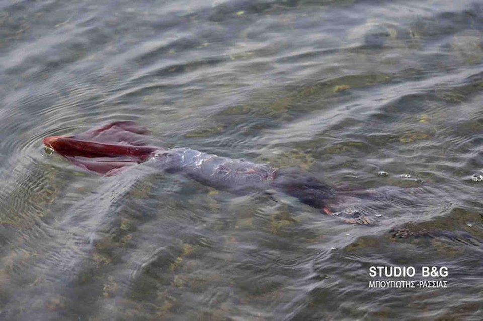 Ναύπλιο: Χειμερινός κολυμβητής «ψάρεψε» τεράστιο καλαμάρι με τα χέρια του [εικόνες & βίντεο] | iefimerida.gr 4