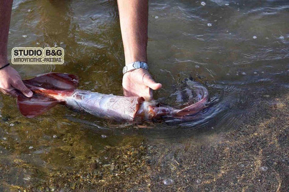 Ναύπλιο: Χειμερινός κολυμβητής «ψάρεψε» τεράστιο καλαμάρι με τα χέρια του [εικόνες & βίντεο] | iefimerida.gr 2
