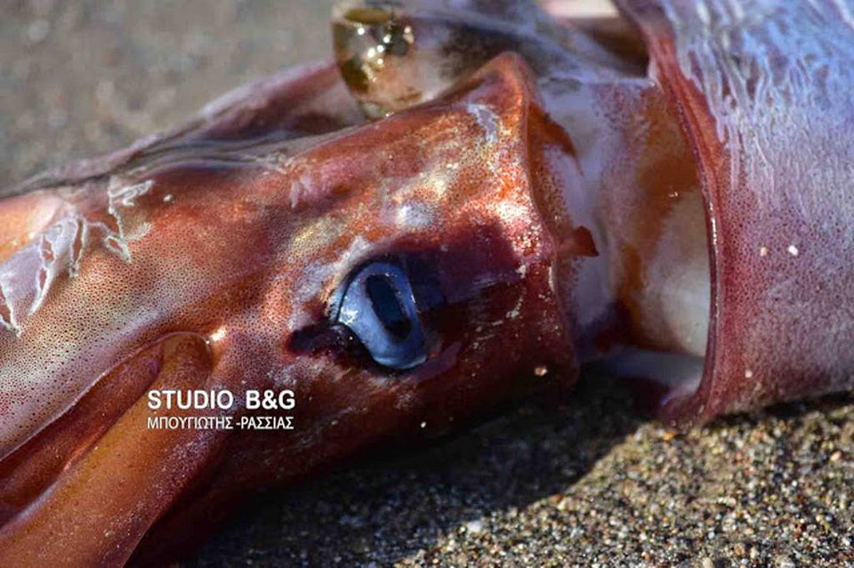 Ναύπλιο: Χειμερινός κολυμβητής «ψάρεψε» τεράστιο καλαμάρι με τα χέρια του [εικόνες & βίντεο] | iefimerida.gr 3