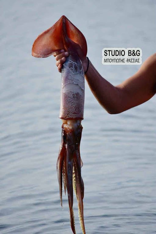 Ναύπλιο: Χειμερινός κολυμβητής «ψάρεψε» τεράστιο καλαμάρι με τα χέρια του [εικόνες & βίντεο] | iefimerida.gr 1