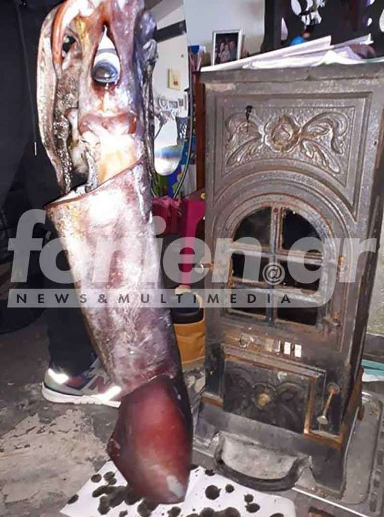 Ερασιτέχνης ψαράς έπιασε καλαμάρι-γίγας στην Κρήτη [εικόνες] | iefimerida.gr 1