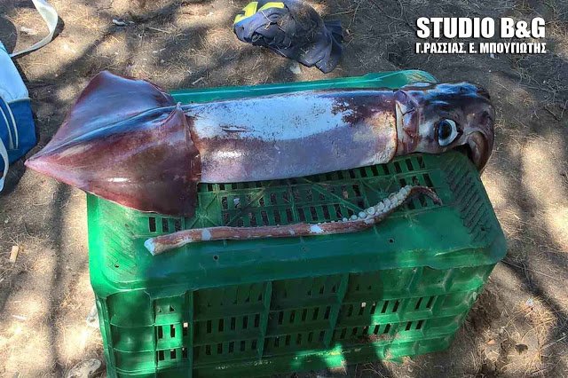 Η ατραξιόν της παραλίας -Επιασαν καλαμάρι-γίγα στο Ναύπλιο [εικόνες] | iefimerida.gr 2