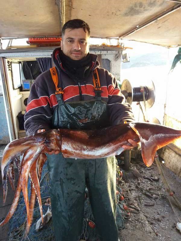 Πρέβεζα: Ψαράς «σήκωσε» καλαμάρι 8 κιλών [εικόνες] | iefimerida.gr 2