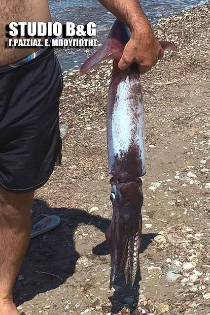 Η ατραξιόν της παραλίας -Επιασαν καλαμάρι-γίγα στο Ναύπλιο [εικόνες] | iefimerida.gr 0