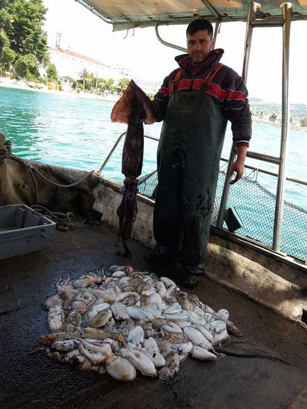 Πρέβεζα: Ψαράς «σήκωσε» καλαμάρι 8 κιλών [εικόνες] | iefimerida.gr 0