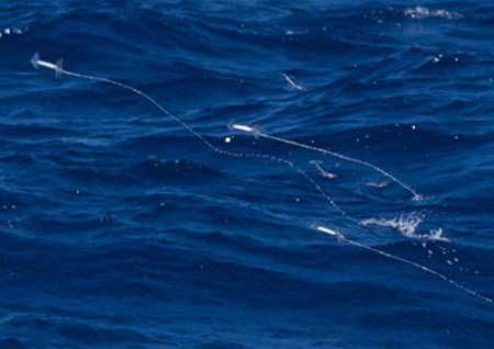 Τα καλαμάρια μπορούν να πετάξουν! [εικόνες] | iefimerida.gr 1