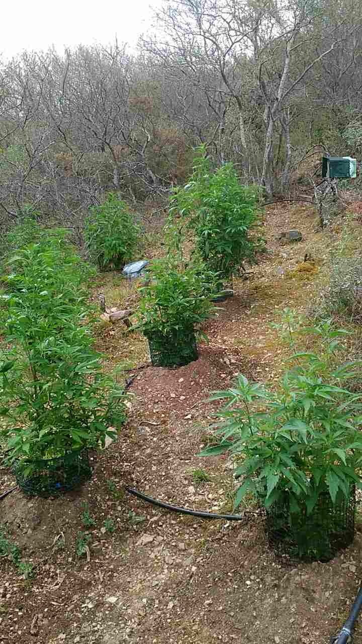 Φυτεία κάνναβης σε αγροτική περιοχή της Θεσσαλονίκης -Είχαν βάλει και αυτόματο πότισμα [εικόνα]  | iefimerida.gr 0