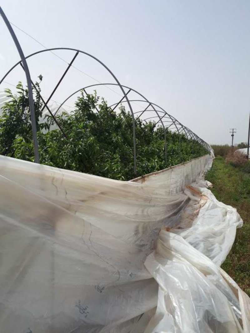  Σοβαρές ζημιές στις καλλιέργειες σε Αχαΐα και Ηλεία εξαιτίας της κακοκαιρίας [εικόνες] | iefimerida.gr 0