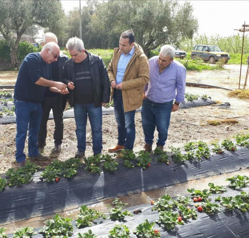  Σοβαρές ζημιές στις καλλιέργειες σε Αχαΐα και Ηλεία εξαιτίας της κακοκαιρίας [εικόνες] | iefimerida.gr 1