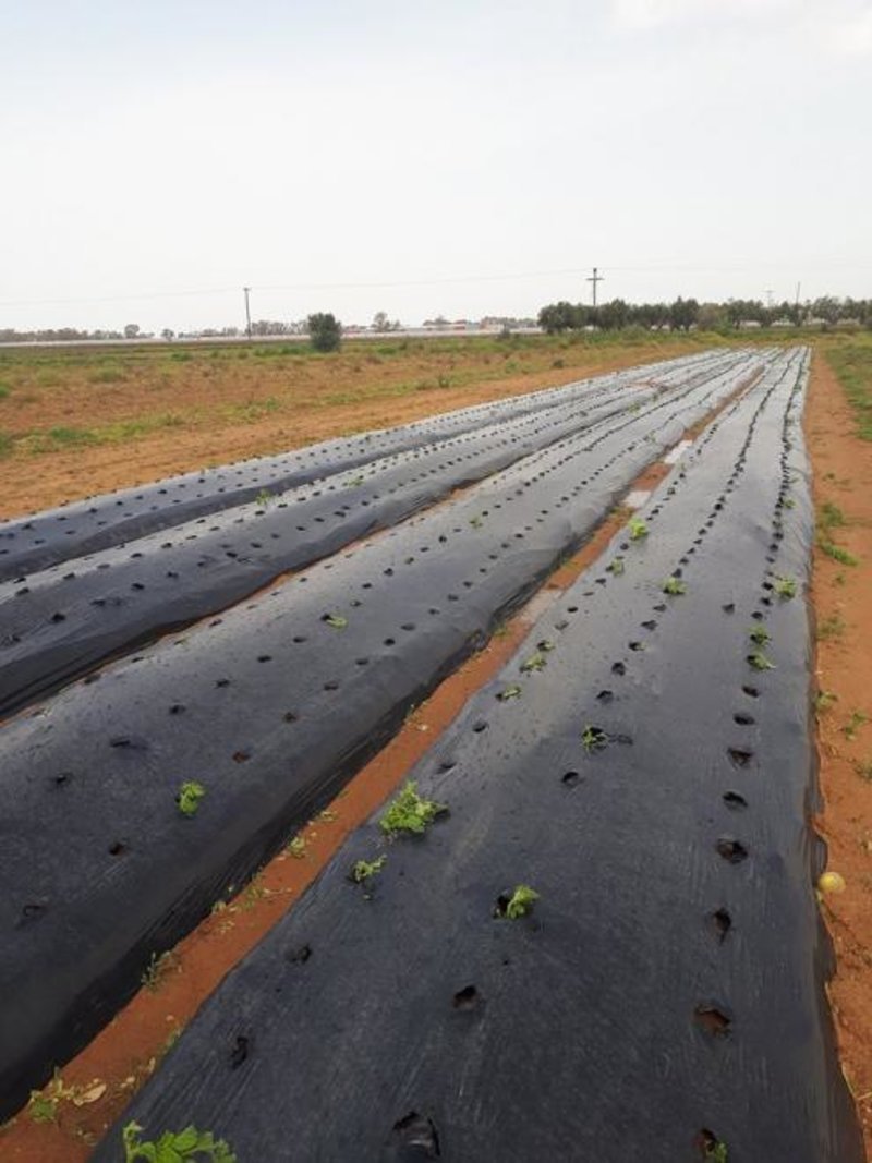  Σοβαρές ζημιές στις καλλιέργειες σε Αχαΐα και Ηλεία εξαιτίας της κακοκαιρίας [εικόνες] | iefimerida.gr 2