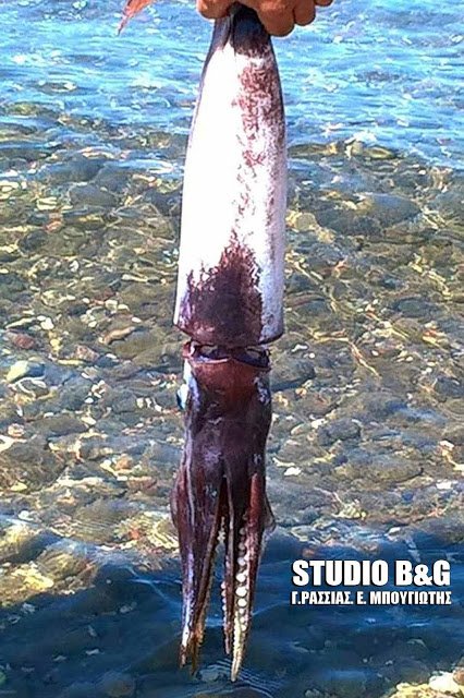 Η ατραξιόν της παραλίας -Επιασαν καλαμάρι-γίγα στο Ναύπλιο [εικόνες] | iefimerida.gr 1