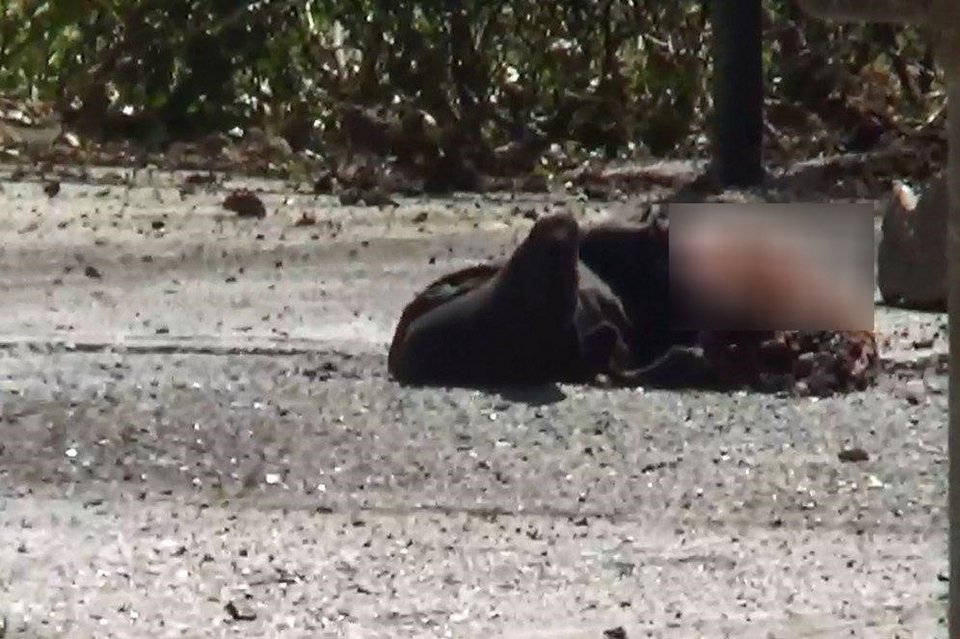 Γυναίκα ήταν η καμικάζι στο Ιράν -Η στιγμή που ανατινάζεται στο μαυσωλείο του Χομεϊνί [βίντεο] | iefimerida.gr 1