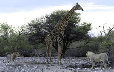 Αγρια φύση -Καρέ καρέ η μάχη καμηλοπάρδαλης με δυο λιοντάρια -Την γονάτισαν και την κατασπάραξαν [εικόνες] | iefimerida.gr 0