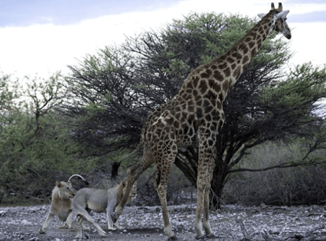 Αγρια φύση -Καρέ καρέ η μάχη καμηλοπάρδαλης με δυο λιοντάρια -Την γονάτισαν και την κατασπάραξαν [εικόνες] | iefimerida.gr 1