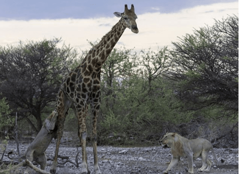 Αγρια φύση -Καρέ καρέ η μάχη καμηλοπάρδαλης με δυο λιοντάρια -Την γονάτισαν και την κατασπάραξαν [εικόνες] | iefimerida.gr 3
