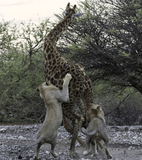 Αγρια φύση -Καρέ καρέ η μάχη καμηλοπάρδαλης με δυο λιοντάρια -Την γονάτισαν και την κατασπάραξαν [εικόνες] | iefimerida.gr 4