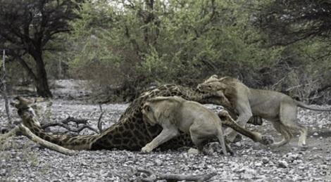Αγρια φύση -Καρέ καρέ η μάχη καμηλοπάρδαλης με δυο λιοντάρια -Την γονάτισαν και την κατασπάραξαν [εικόνες] | iefimerida.gr 5