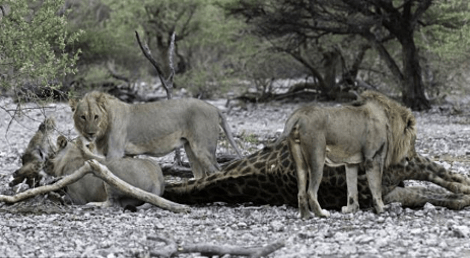 Αγρια φύση -Καρέ καρέ η μάχη καμηλοπάρδαλης με δυο λιοντάρια -Την γονάτισαν και την κατασπάραξαν [εικόνες] | iefimerida.gr 6