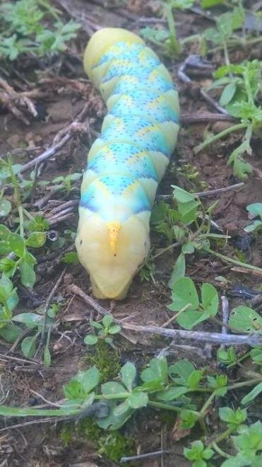 Viral: Ολοι ψάχνουν τι είναι αυτό το ζώο σε βουνό της Αχαΐας [εικόνες] | iefimerida.gr 1