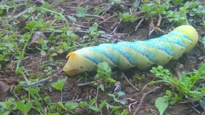 Viral: Ολοι ψάχνουν τι είναι αυτό το ζώο σε βουνό της Αχαΐας [εικόνες] | iefimerida.gr 2