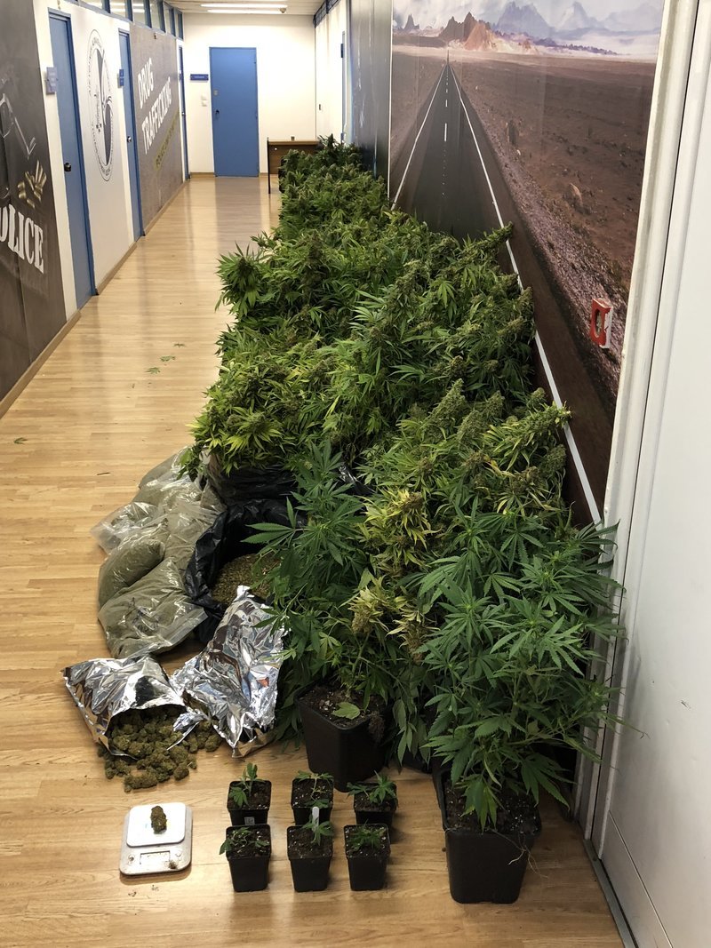 Καλλιθέα: Είχαν μετατρέψει το διαμέρισμα σε... φυτώριο κάνναβης [εικόνες] | iefimerida.gr 0