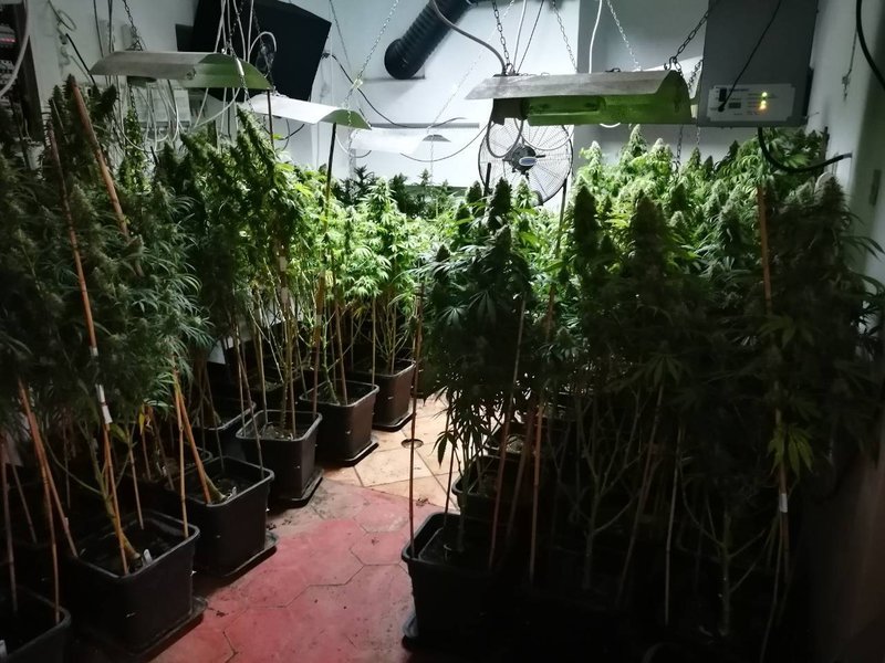 Καλλιθέα: Είχαν μετατρέψει το διαμέρισμα σε... φυτώριο κάνναβης [εικόνες] | iefimerida.gr 1