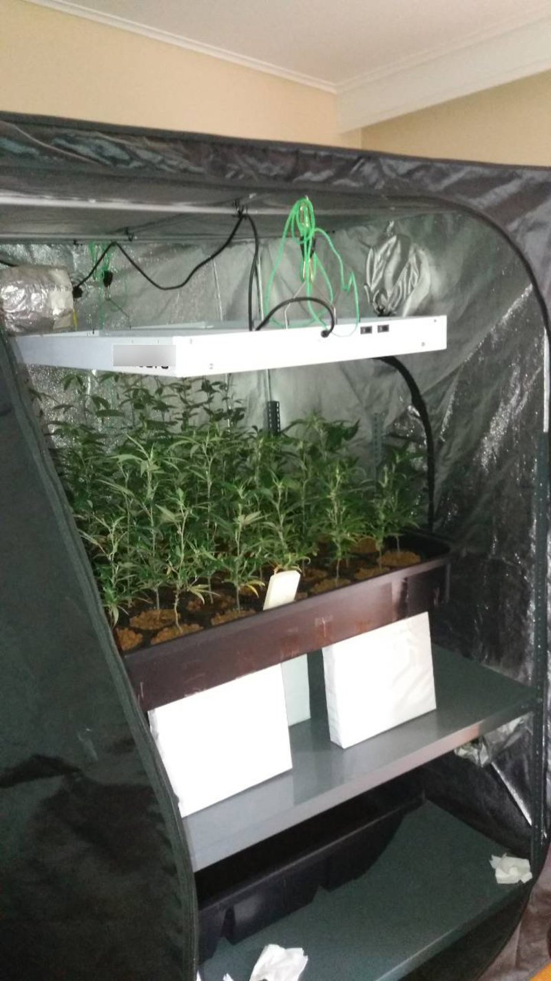 Καλλιθέα: Είχαν μετατρέψει το διαμέρισμα σε... φυτώριο κάνναβης [εικόνες] | iefimerida.gr 2