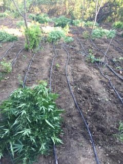 Είχαν φυτέψει 3.191 δενδρύλλια χασίς -Αναζητούνται οι δράστες-καλλιεργητές [εικόνες] | iefimerida.gr 3