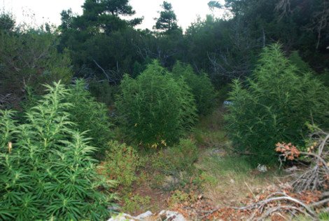 Στην Πάρνηθα αντί να κάνουν αναδάσωση καλλιεργούσαν δενδρύλλια κάνναβης -Είχαν φτάσει τα 2,5 μέτρα ύψος [εικόνες&βίντεο] | iefimerida.gr 0