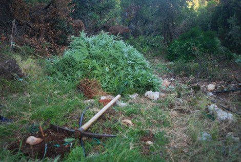 Στην Πάρνηθα αντί να κάνουν αναδάσωση καλλιεργούσαν δενδρύλλια κάνναβης -Είχαν φτάσει τα 2,5 μέτρα ύψος [εικόνες&βίντεο] | iefimerida.gr 1