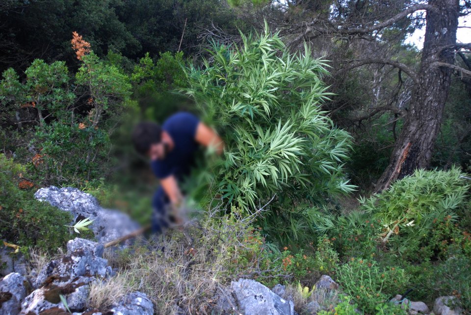 Στην Πάρνηθα αντί να κάνουν αναδάσωση καλλιεργούσαν δενδρύλλια κάνναβης -Είχαν φτάσει τα 2,5 μέτρα ύψος [εικόνες&βίντεο] | iefimerida.gr 2