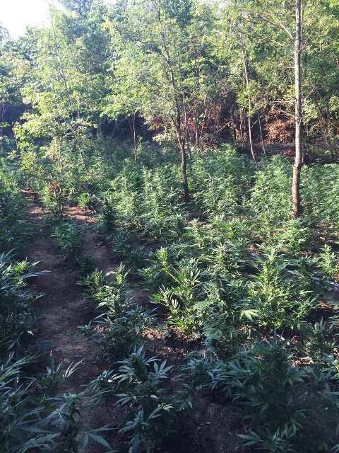 Είχαν φυτέψει 3.191 δενδρύλλια χασίς -Αναζητούνται οι δράστες-καλλιεργητές [εικόνες] | iefimerida.gr 0