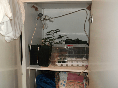 «Θεριακλήδες» στον Πύργο καλλιεργούσαν κάνναβη μέσα σε... ντουλάπες [εικόνες] | iefimerida.gr 0