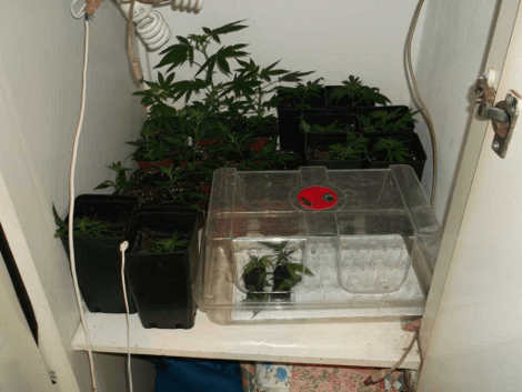 «Θεριακλήδες» στον Πύργο καλλιεργούσαν κάνναβη μέσα σε... ντουλάπες [εικόνες] | iefimerida.gr 1