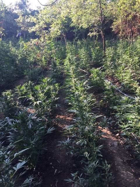 Είχαν φυτέψει 3.191 δενδρύλλια χασίς -Αναζητούνται οι δράστες-καλλιεργητές [εικόνες] | iefimerida.gr 1