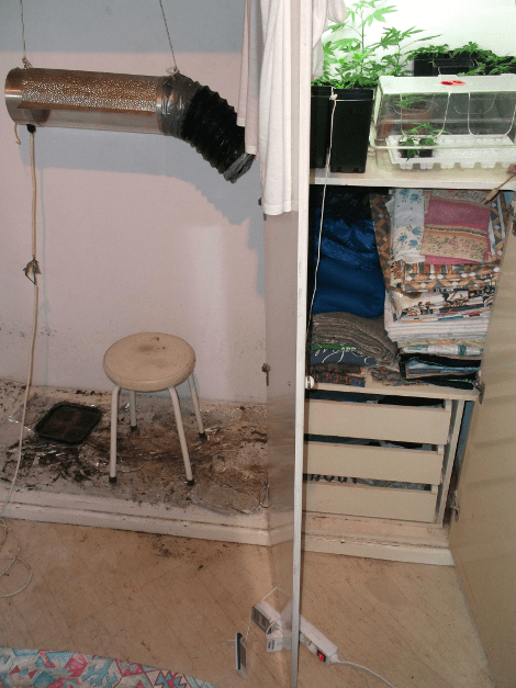 «Θεριακλήδες» στον Πύργο καλλιεργούσαν κάνναβη μέσα σε... ντουλάπες [εικόνες] | iefimerida.gr 2