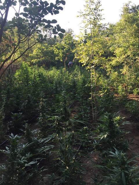 Είχαν φυτέψει 3.191 δενδρύλλια χασίς -Αναζητούνται οι δράστες-καλλιεργητές [εικόνες] | iefimerida.gr 2