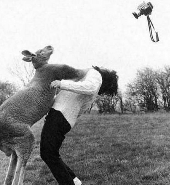 Όταν τα ζώα επιτίθενται εκεί που δεν το περιμένεις! [εικόνες] | iefimerida.gr 6