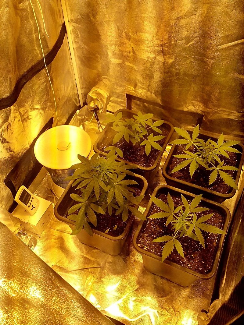 Θεσσαλονίκη: 31χρονος καλλιεργούσε κάνναβη στο σπίτι του [εικόνα] | iefimerida.gr 0