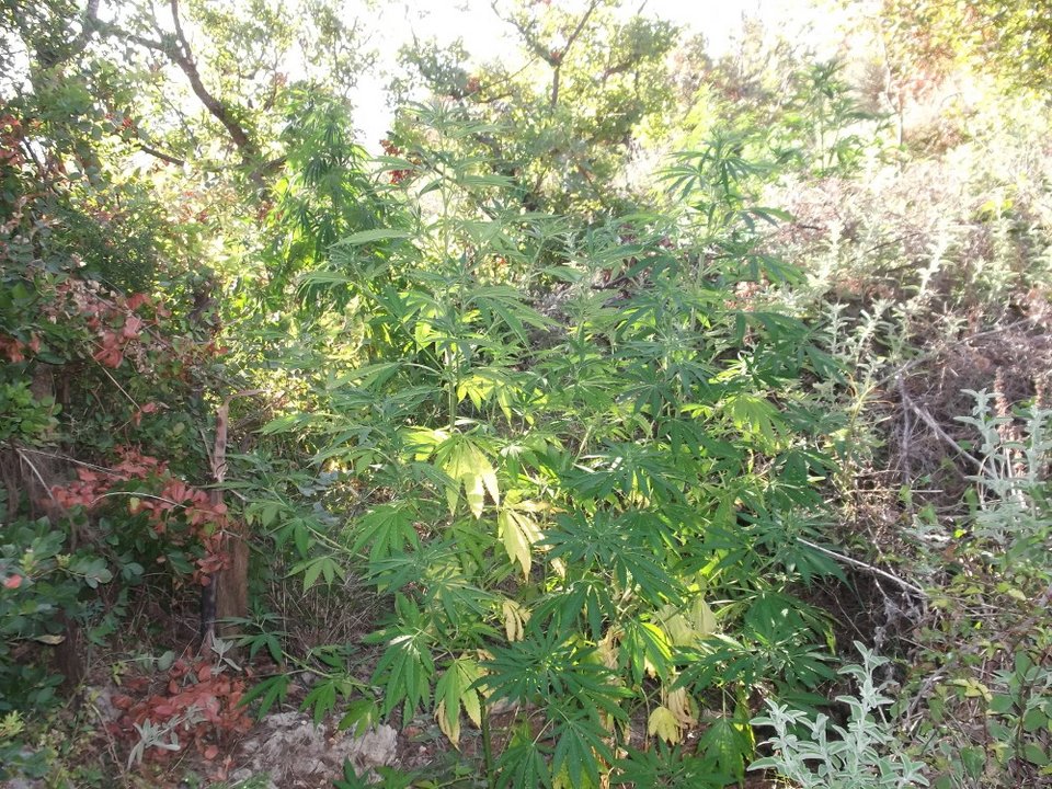 Ρέθυμνο: Εντοπίστηκαν 603 δενδρύλλια κάνναβης -Συνελήφθη ένας 37χρονος [εικόνες] | iefimerida.gr 0