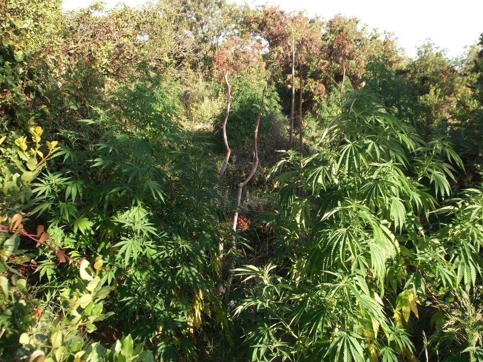 Ρέθυμνο: Εντοπίστηκαν 603 δενδρύλλια κάνναβης -Συνελήφθη ένας 37χρονος [εικόνες] | iefimerida.gr 1