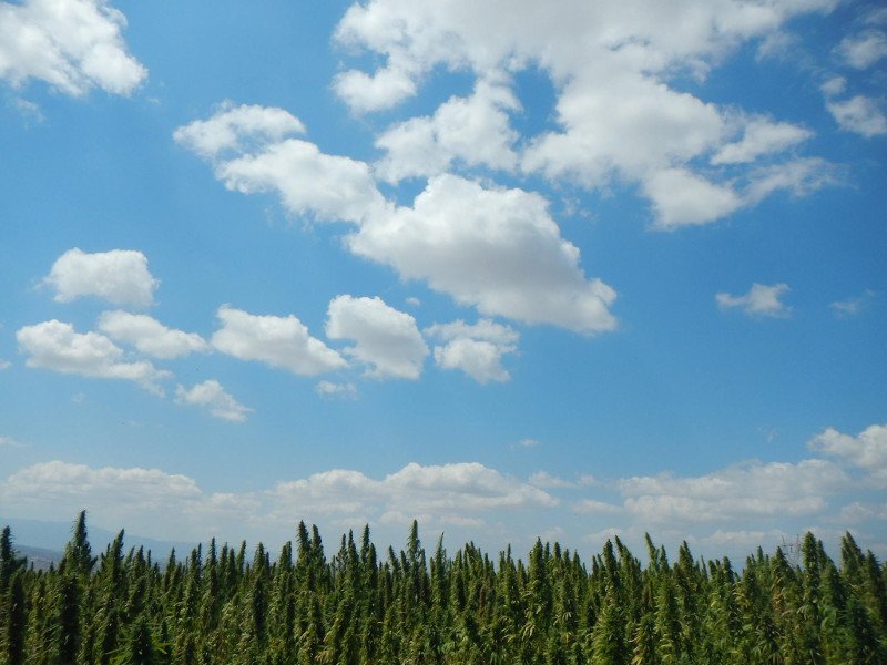 Αρχισε η καλλιέργεια ήμερης κάνναβης στην Ελλάδα – Πού και γιατί [εικόνες] | iefimerida.gr 0