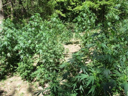 Μυλοπόταμος: 22χρονος είχε φτιάξει ειδικό χώρο για να επεξεργάζεται την κάνναβη [εικόνες] | iefimerida.gr 0