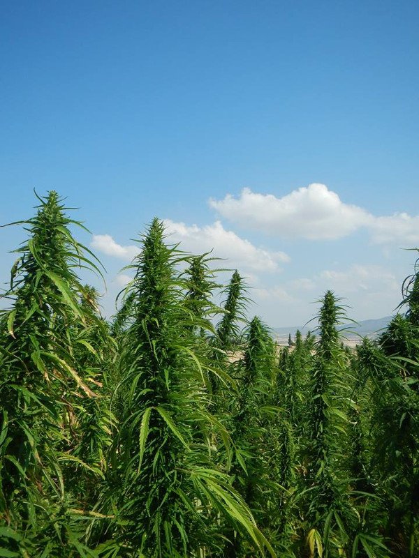 Αρχισε η καλλιέργεια ήμερης κάνναβης στην Ελλάδα – Πού και γιατί [εικόνες] | iefimerida.gr 2