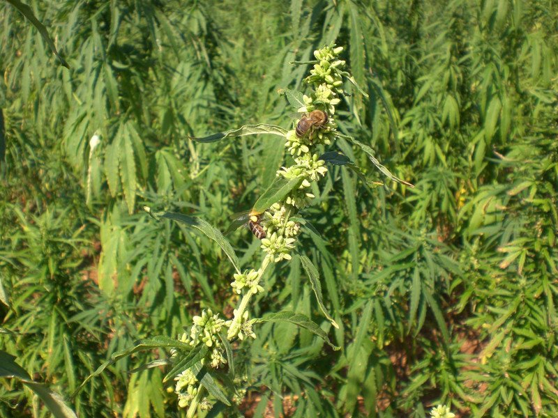 Αρχισε η καλλιέργεια ήμερης κάνναβης στην Ελλάδα – Πού και γιατί [εικόνες] | iefimerida.gr 1