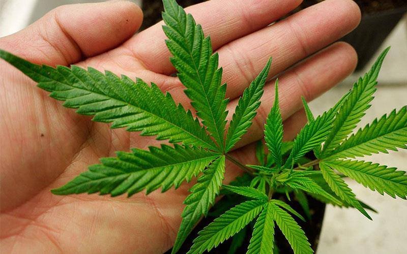 Αρχισε η καλλιέργεια ήμερης κάνναβης στην Ελλάδα – Πού και γιατί [εικόνες] | iefimerida.gr 3