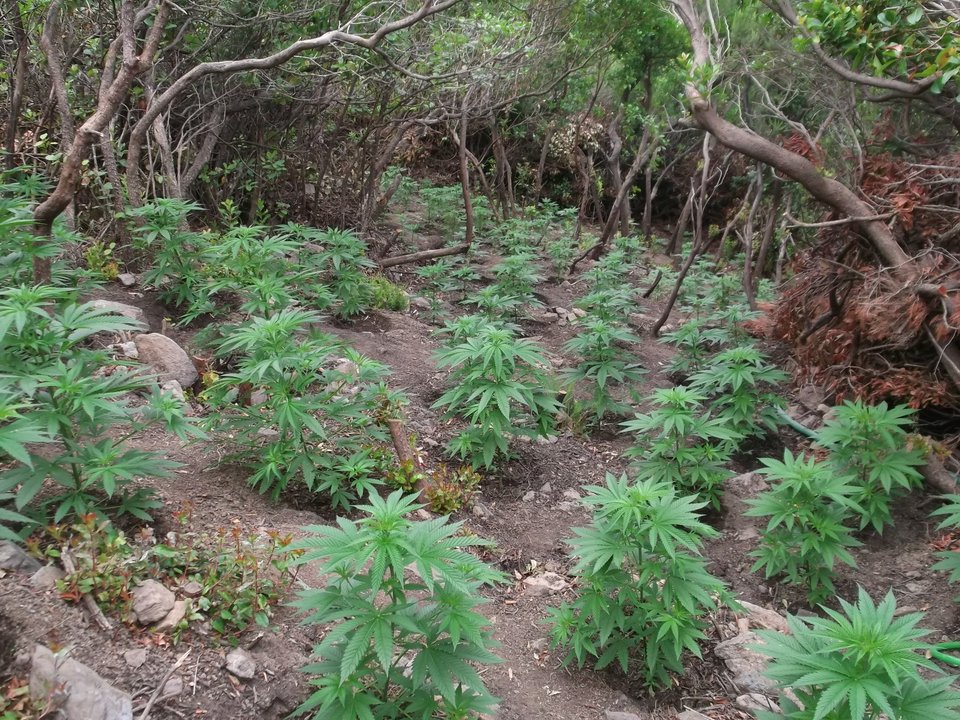 Η ΕΛΑΣ ξερίζωσε φυτεία με πάνω από 1.500 δενδρύλλια κάνναβης στο Ρέθυμνο [εικόνες]  | iefimerida.gr 1