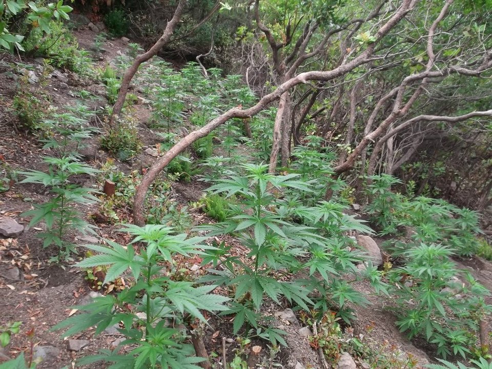 Η ΕΛΑΣ ξερίζωσε φυτεία με πάνω από 1.500 δενδρύλλια κάνναβης στο Ρέθυμνο [εικόνες]  | iefimerida.gr 0